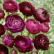 Лютик "Purple" 3 шт