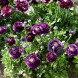 Лютик "Purple" 3 шт