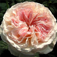 Роза английская "Кейра" Keira 