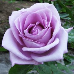 Роза чайно-гибридная "Нил Блу" Nil Bleu