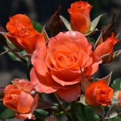 Троянда спрей "Алегрія" Alegria
