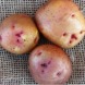 Насіннєва середньорання картопля "Світанок Київський" (Еліта, універсального призначення) 1кг