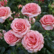Роза флорибунда "Поэзия" Poesie