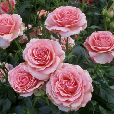 Роза флорибунда "Поэзия" Poesie