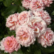 Роза флорибунда "Поэзия" Poesie
