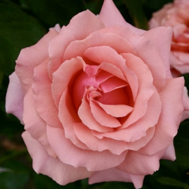 Роза флорибунда "Поэзия" Poesie