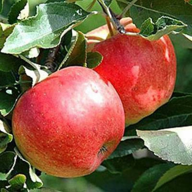 Яблуня карликова "Джонавелд"