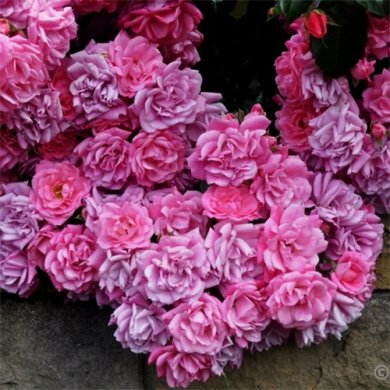 Роза почвопокровная "Пальменгартен Франкфурт" Palmengarten Frankfurt