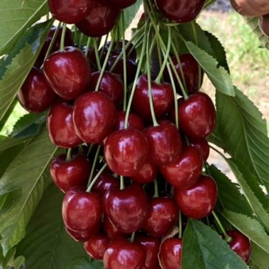 Черешня "Санберст"