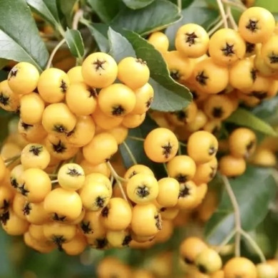 Пираканта "Солейл Дор" Soleil d'Or (закрытый корень Р9) Пираканта "Солейл Дор" Soleil d