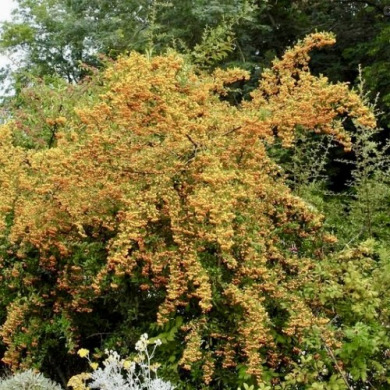 Пираканта "Солейл Дор" Soleil d'Or (закрытый корень Р9) Пираканта "Солейл Дор" Soleil d