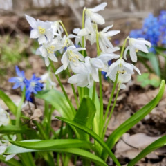 Пролеска "Siberica Alba" 3 шт