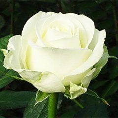 Троянда чайно-гібридна "Аваланж" Avalanche