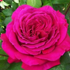 Роза чайно-гібридна "Біг Перпл" Big Purple