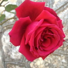 Роза чайно-гибридная "Марсель Паньел"