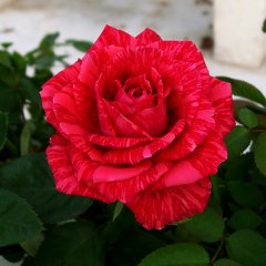 Роза чайно-гибридная "Ред Интуишен" Red Intuition