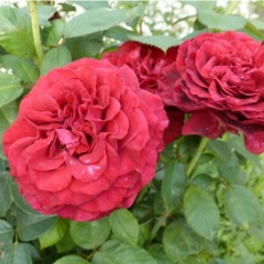 Роза флорибунда "Роз де Кватро Вент " Rose des 4 Vents