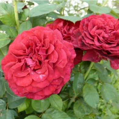 Троянда флорибунда "Роз де Катро Вент" Rose des 4 Vents
