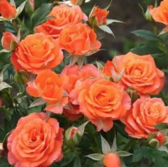 Роза миниатюрная "Оранж беби фло" Orange Babyflor