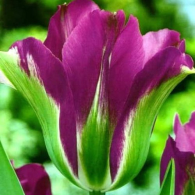 Тюльпан виридифлора "Violet Bird" 3 шт