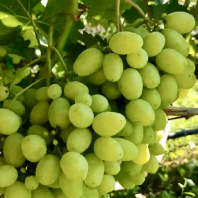 Виноград столовый "Ямал"