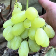 Виноград столовый "Ямал"