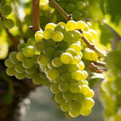 Виноград винный "Совиньон"