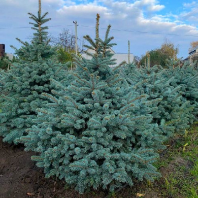 Ель колючая голубая "Супер Блю Сидлинг" СБС Super Blue Seedling SBS (контейнер С7.5)