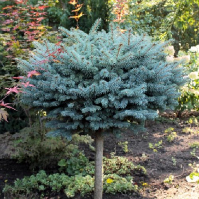 Ель колючая "Глаука Глобоза" на штамбе Glauca Globosа (Закрытый корень С10)