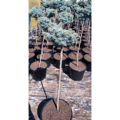 Ель колючая "Глаука Глобоза" на штамбе Glauca Globosа (Закрытый корень С10)