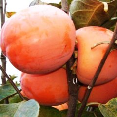 Хурма "Никитская Бордовая" 60-80 см Хурма "Никитская Бордовая" 60-80 см