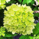 Гортензия метельчатая "Литл Лайм" Little Lime (закрытый корень Р9)