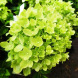 Гортензия метельчатая "Литл Лайм" Little Lime (закрытый корень Р9)