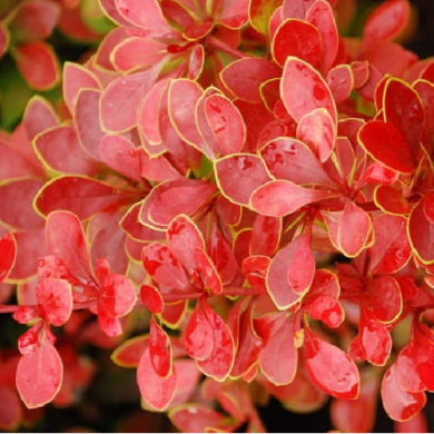 Барбарис "Корал" Coral (контейнер С3)