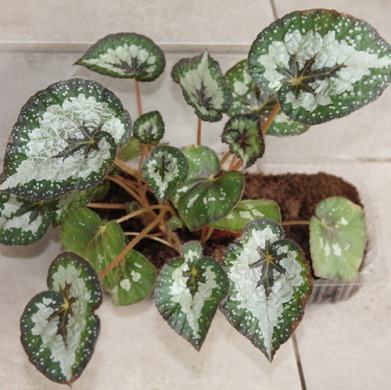 Бегония "Emerald Giant" (закрытый корень)