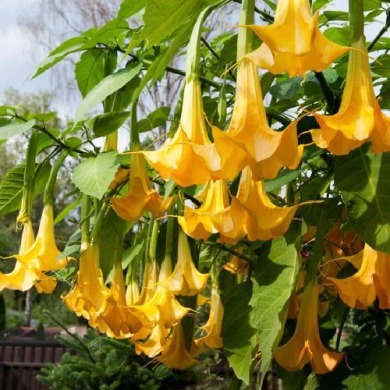 Бругмансия "yellow" (желтая)