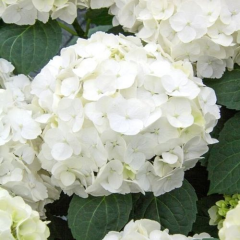 Гортензия крупнолистная "Фест Вайт" First White (закрытый корень С1.5)