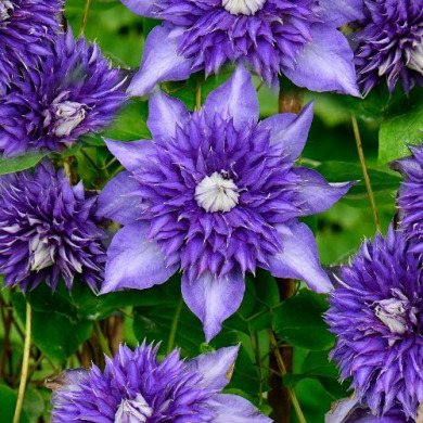 Клематис Марчинского"Multi Blue" (2 года)