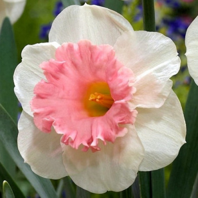 Нарцисс Корончатый "Rosy Sinrise" 3шт