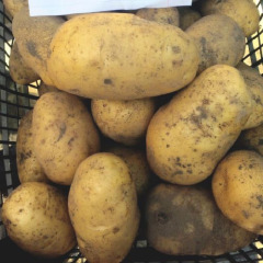 Насіннева середньорання картопля "Отолія" (1 репродукція, універсальне столове призначення) 1 кг