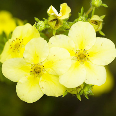 Лапчатка кустарниковая "Primrose Beauty" (контейнер Р9)