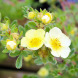 Лапчатка кустарниковая "Primrose Beauty" (контейнер Р9)