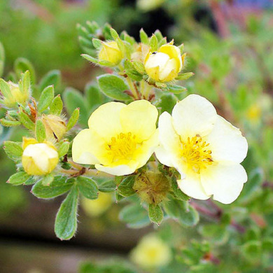 Лапчатка кустарниковая "Primrose Beauty" (контейнер Р9)