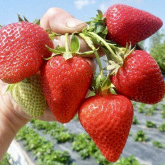 Полуниця "Аліна" ремонтантна, 5 шт