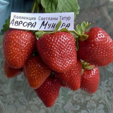 Клубника "Аврора Мунира" ранняя 5 шт 