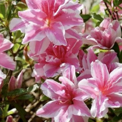 Рододендрон "Мелле" Melle (закрытый корень Р9) Рододендрон "Мелле" Melle (закрытый корень Р9)