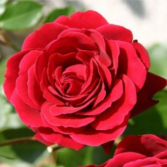 Троянда петиста "Нахеглут" Naheglut