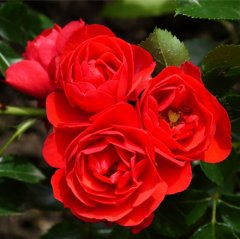 Роза почвопокровная "Сорренто" Sorrento