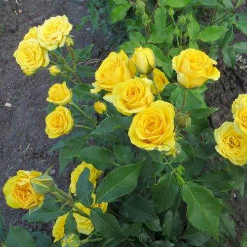 Троянди bee gold енциклопедія троянд