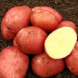 Насіннєва рання картопля "Ред Валентин" (1 репродукція, для варіння, смаження, запікання) 1 кг